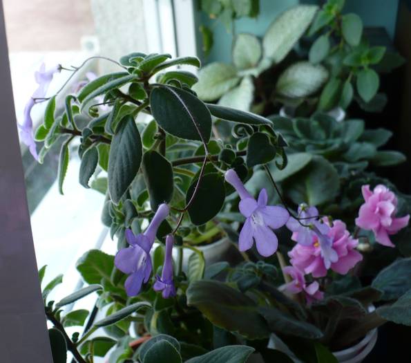 P1090598 - STREPTOCARPUSI