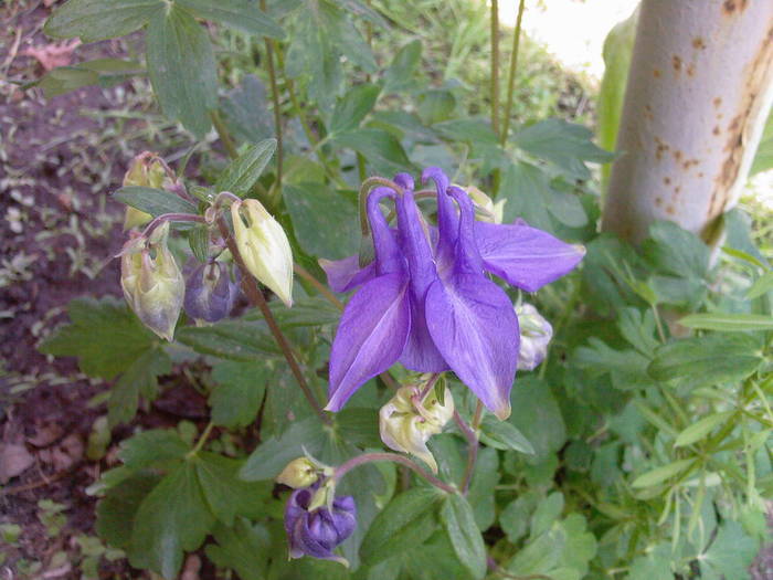 aquilegia