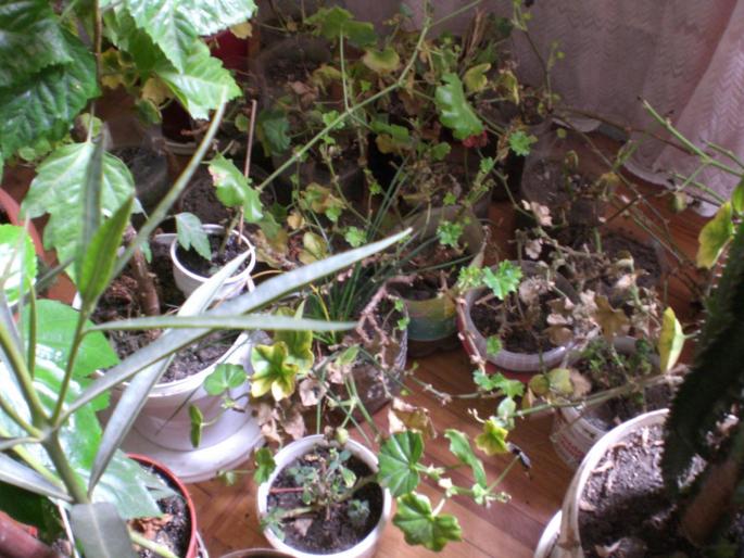 Picture 038 - w 2007 florile mele