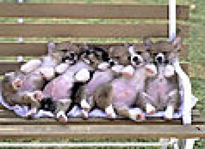 poze_m_sticla_cu_vin_vietnamez