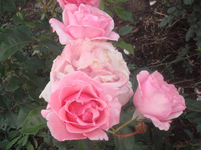 DSC01431 - trandafiri Romaniei