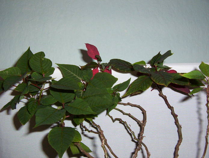 Poinsettia (Arborele de Foc)