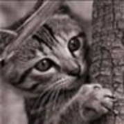 avatar pisicute 12848 - POZE