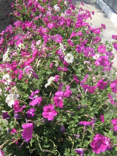 6 iulie 025 - flori de gradina 2009