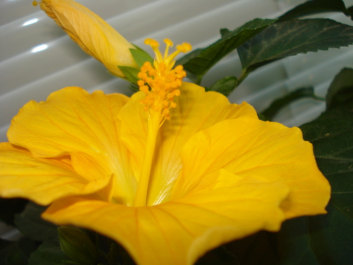 HIBISCUS GALBEN