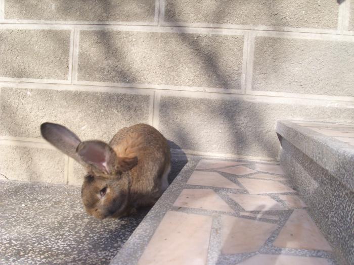 IMG_0032 - un mascul frumos de 7 luni si umpic