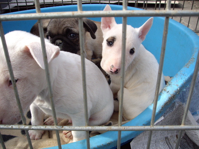 MINI Bull Terrier - Expoziti Canine