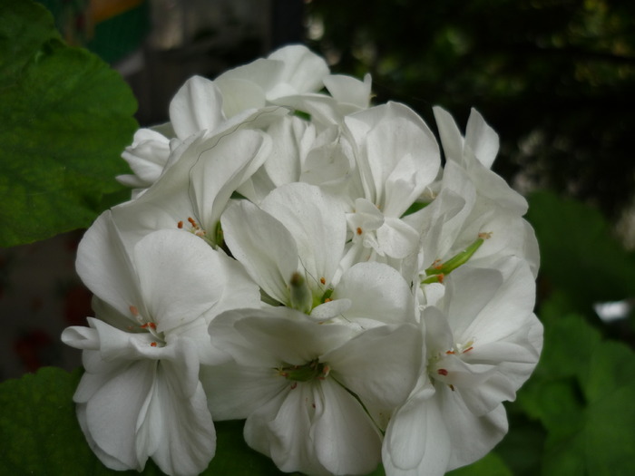 P1010391