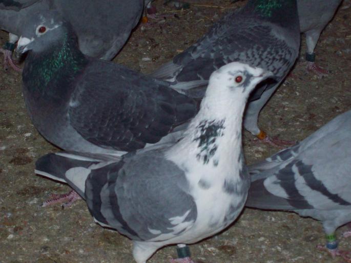 100_0047 - porumbei matca 2008