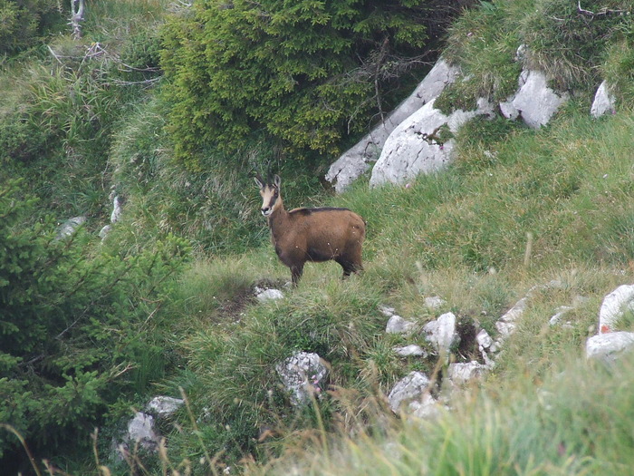 2009_08210300; Romania
