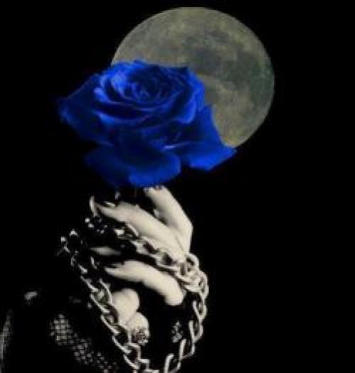 YNTCECTQOQAIKTTCQRK - Trandafiri albastri