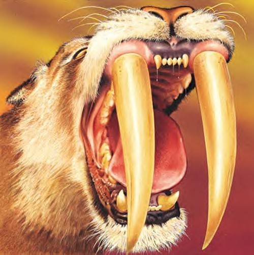 saber-toothtiger[1] - DINOZAURI