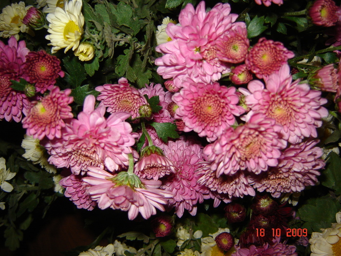 DSC02751
