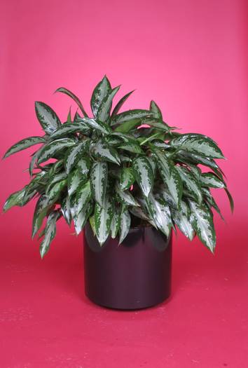 Aglaonema 0Emerald Beauty