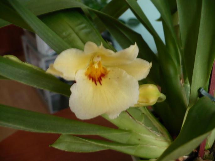 Miltonia - Orhidee