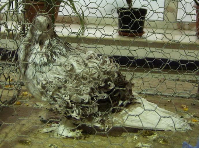 frizat maghiar 1 - 1501 Expo Timisoara 2006