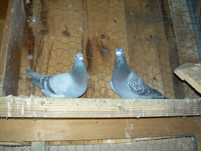9.01.2009 225; pereche 2007
