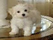 bichon maltese