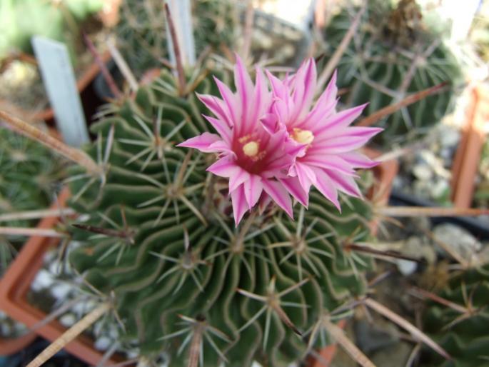 Echinofossulocactus lloydii