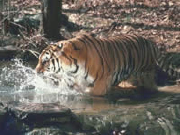 417 - tigri