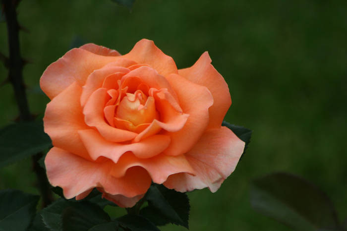 Tea time - garden 2009