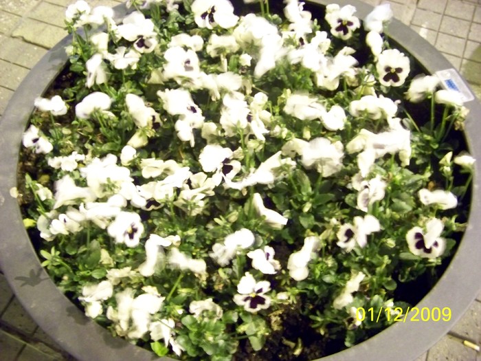 100_6127 - 1 Decembrie Timisoara