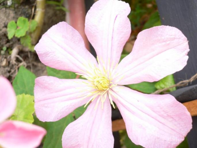 Clematis Comtese de Bouchaud1