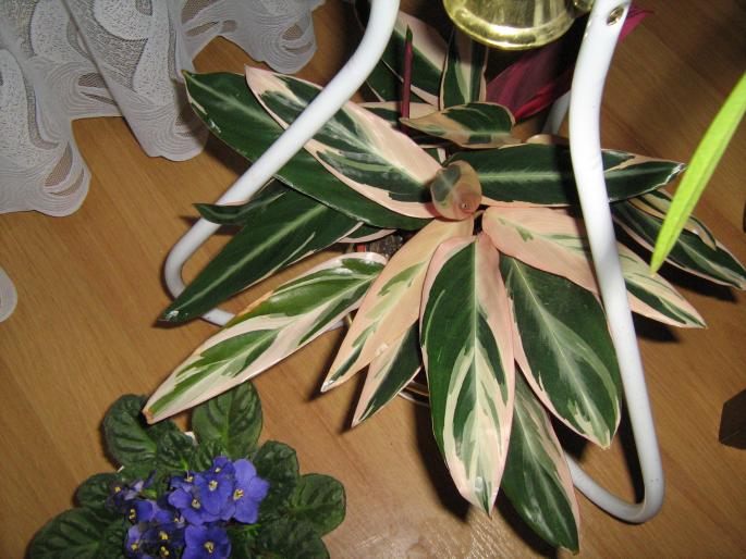 Calathea triostar - Album plante de interior