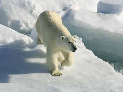 polar-bear - Pentru colegii mei