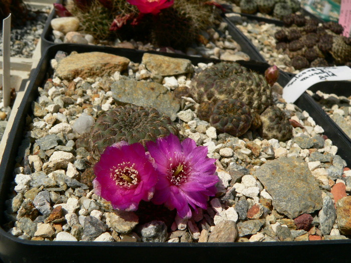 sulcorebutia_rauschii_gold_1 - genul Rebutia