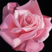 superbul meu trandafir roz