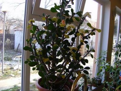 Euphorbia milli - flori si animale 2009