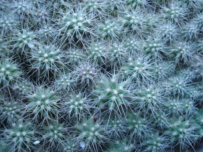 DSC06366