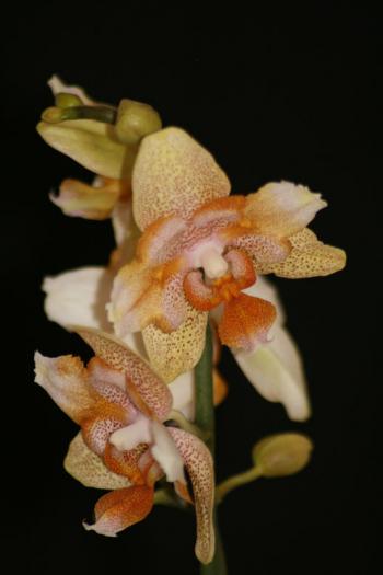 phalaenopsis - orhidee