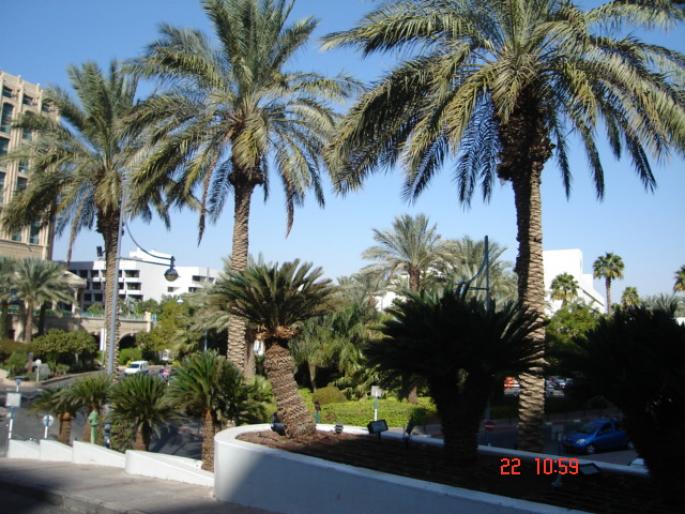 491  Israel - Eilat - 2008 ISRAEL NOIEMBRIE