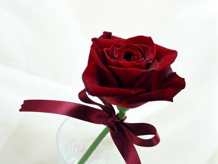 trandafiri_si_iubiri-1024x768 - Flori
