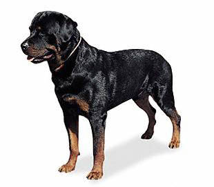 rottweiler - Guardians