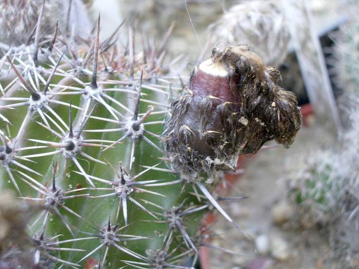 Lobivia aurea - Fructe de cactusi si suculente