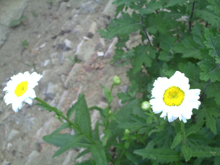MARGARETE - GRADINA-2009
