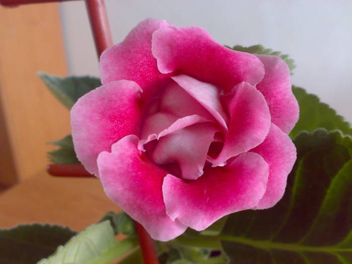 Roz dublu