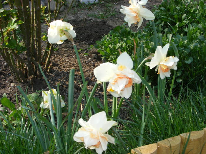 Narcise - flori si animale 2009