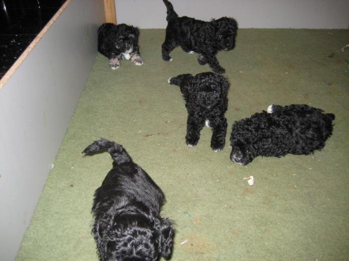 Dupa 42 zile - Cateii