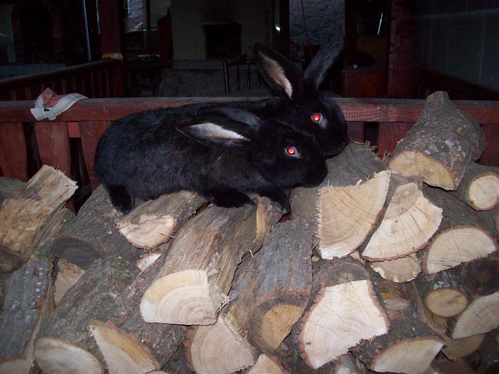 animalele mele recent 152