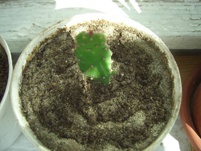 Opuntia sp