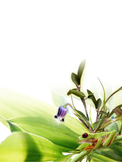 cveti45 - Mobile Wallpapers