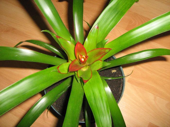 guzmania