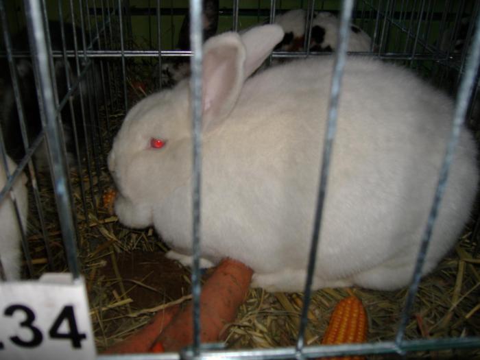 DISZNOVAGAS KEPEK 245 - EXPOZITIA 2008 12-14 DECEMBRIE   SUCEAVA