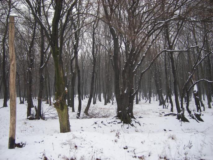 Padurea iarna - Natura