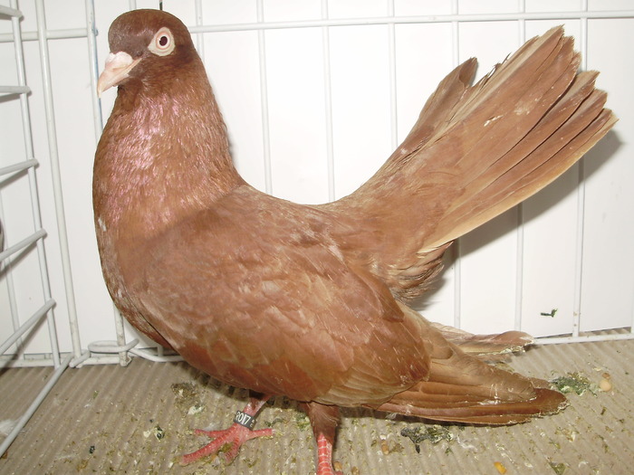 roller timi 12 - 1509 rom juc 1