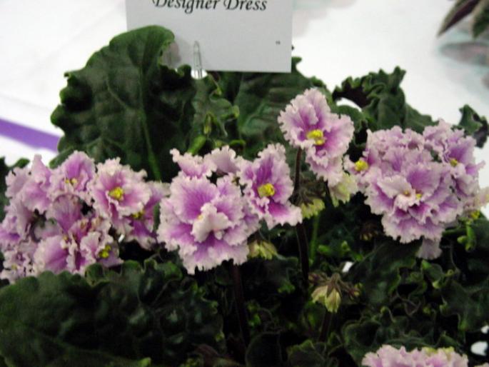 Designer_Dress_2005avsa_2 - violete de pe net